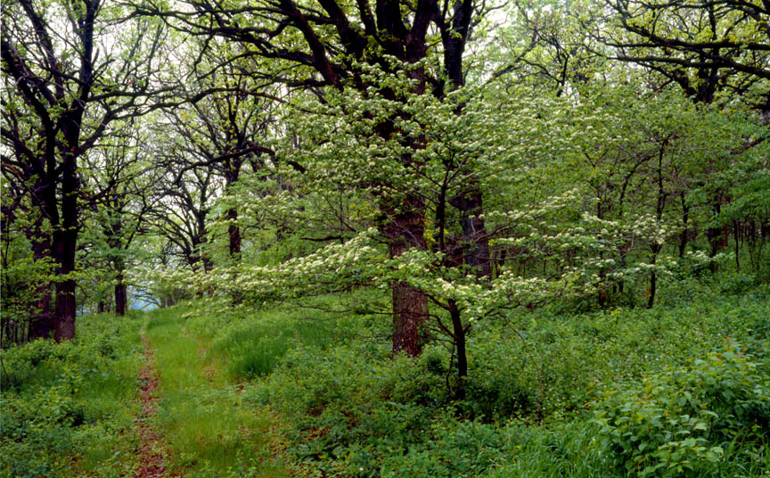 Kettleson Hogsback, one of the Watchable Wildlife Sites in Northwest Iowa!